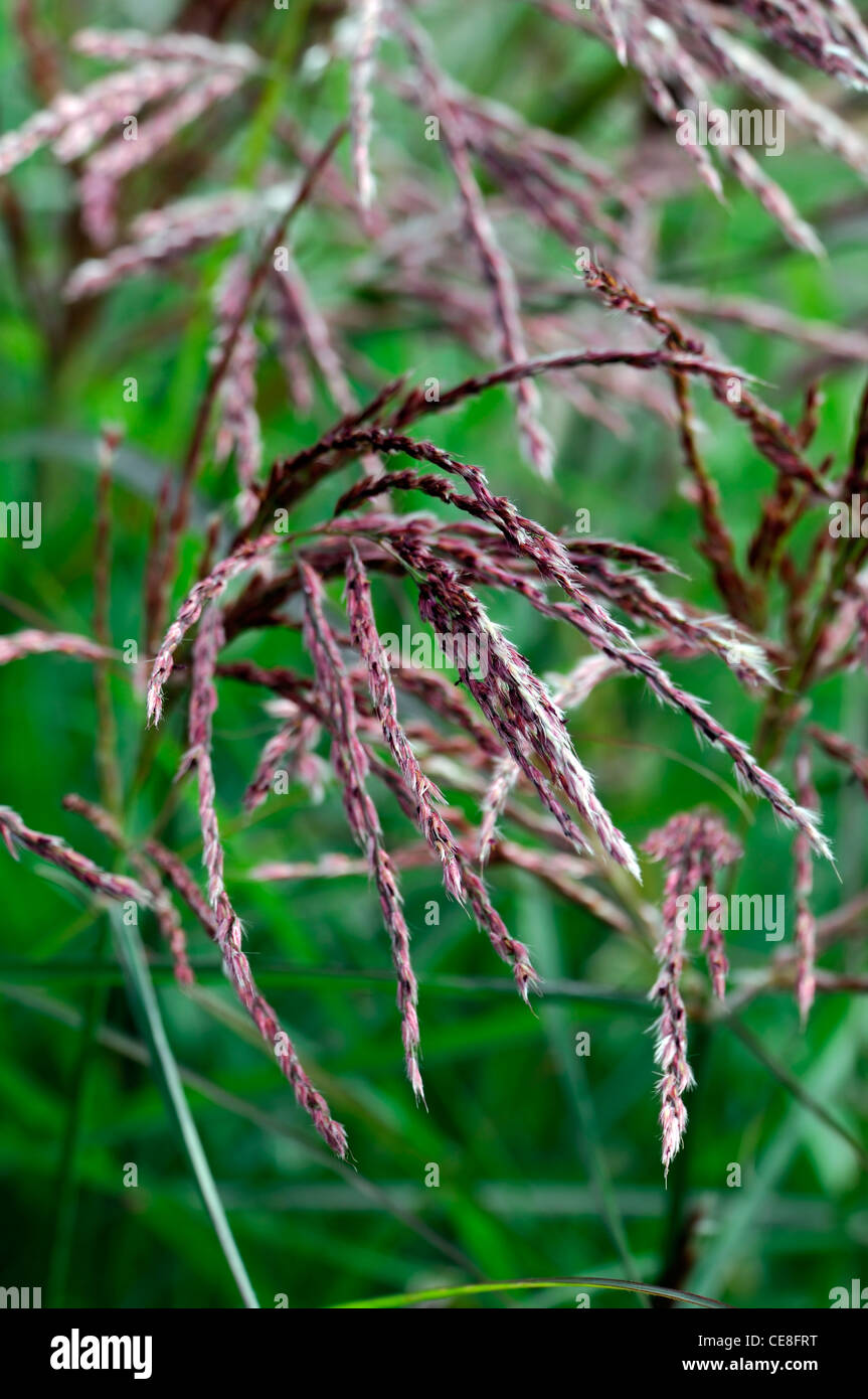 miscanthus sinensis kaskade closeup plant portraits ornamental grass grasses seed seeds seedhead seedheads deciduous pendent inf Stock Photo