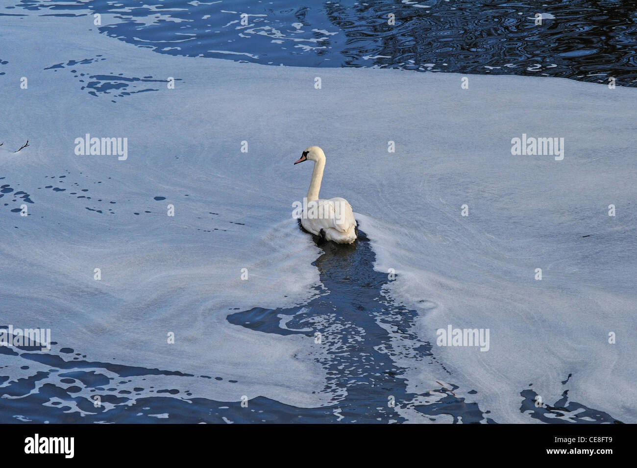 Adult Mute swan swimming through a polluted river Stock Photo