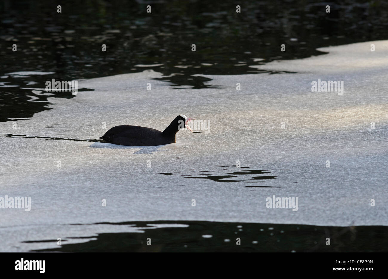 Adult Coots swimming through a polluted river Stock Photo