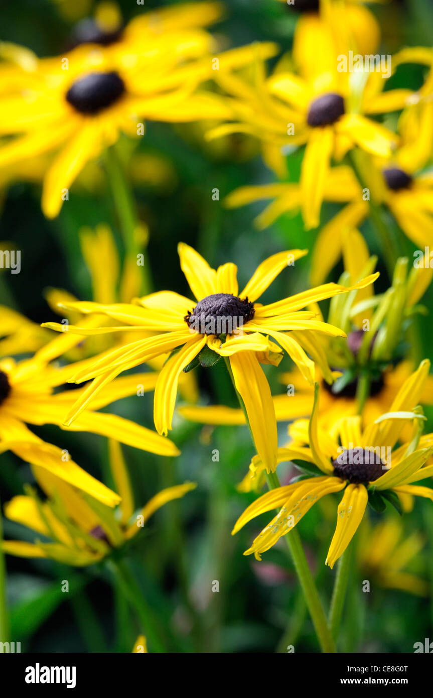 rudbeckia fulgida var sullivantii goldsturm rudbeckias coneflowers