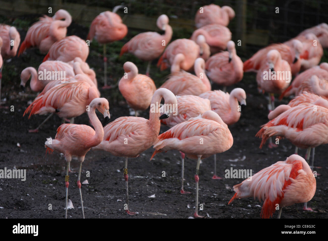 Greater flamingos Stock Photo