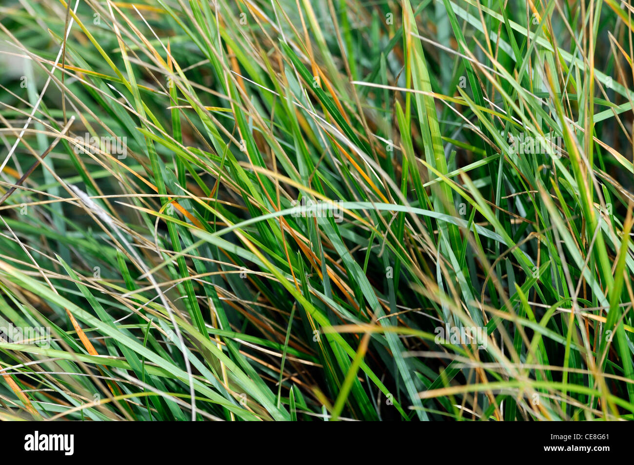 Sesleria heufleriana Blue-green Moor Grass grasses ornamental plant semi evergreen foliage leave leaves ground cover Stock Photo
