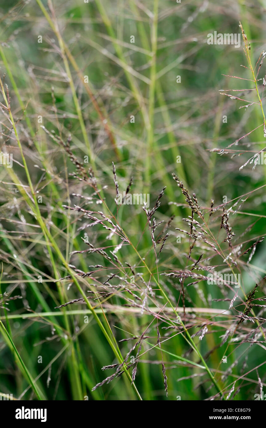 sporobolus airoides seeds seedheads perennials ornamental grass grasses