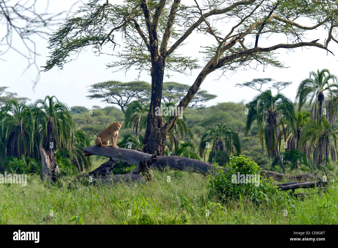 Lioness Panthera leo with a radio collar sitting on a fallen tree at Seronera in Serengeti, Tanzania Stock Photo