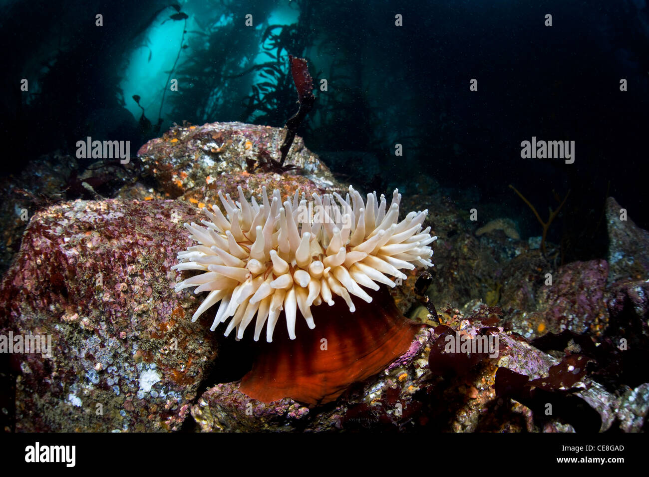 A fish-eating anemone (Urticina piscivora) grows in the cold coast waters of a kelp forest in the eastern Pacific Ocean. Stock Photo