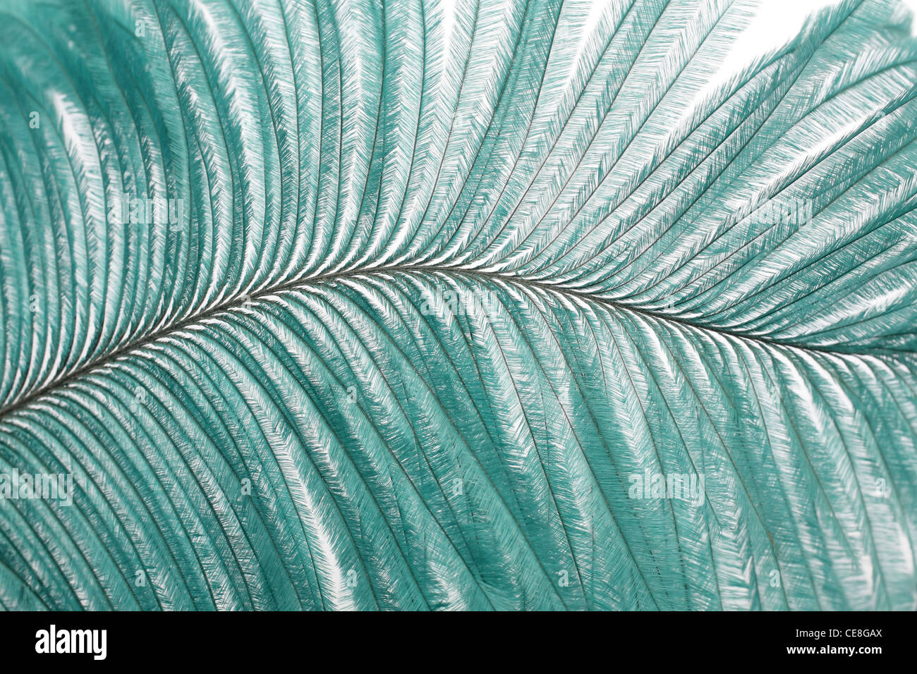 closeup large turquoise feather showing detail Stock Photo