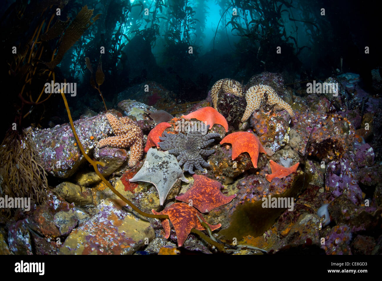 Various species of seastars cling to the rocky bottom of a kelp forest in Monterey, California Stock Photo - Alamy Various species of seastars cling to the rocky bottom of a kelp forest in Monterey, California Stock Photo - Alamy