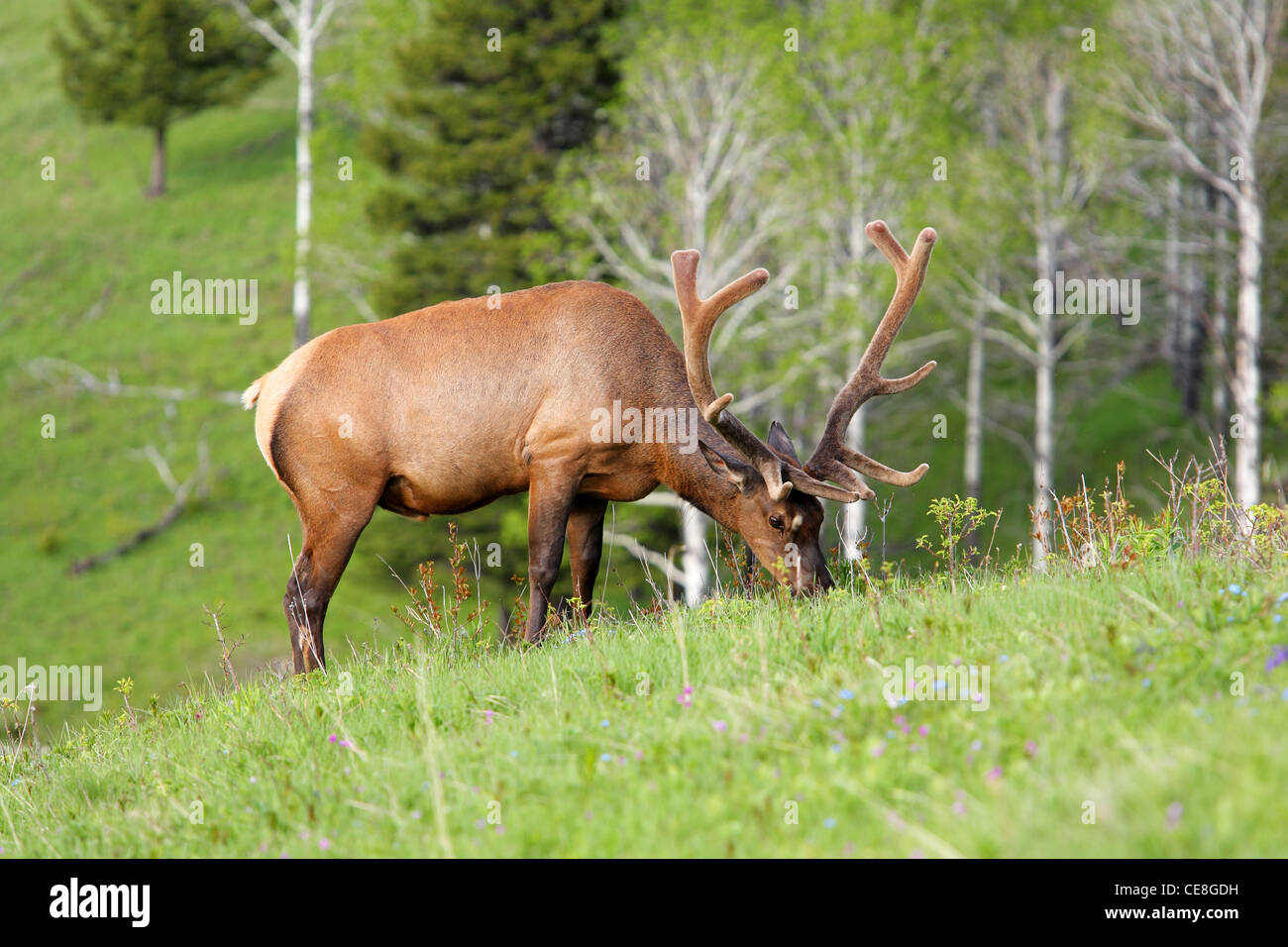 North American bull elk feeding in a grassy meadow Stock Photo - Alamy