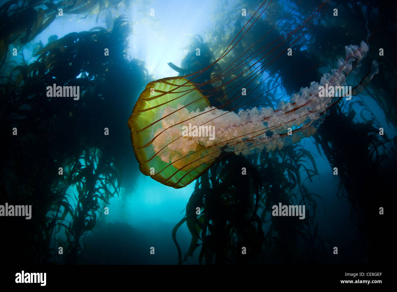 A Sea nettle jellyfish, Chrysaora fuscescens, swims along the edge of a  thick kelp forest off of California Stock Photo - Alamy