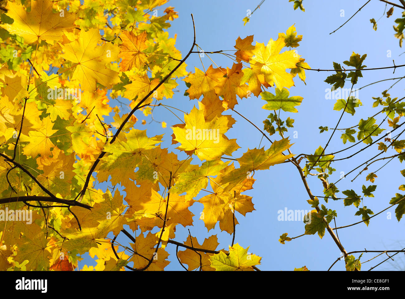 Autumn leaves against the blue sky Stock Photo - Alamy