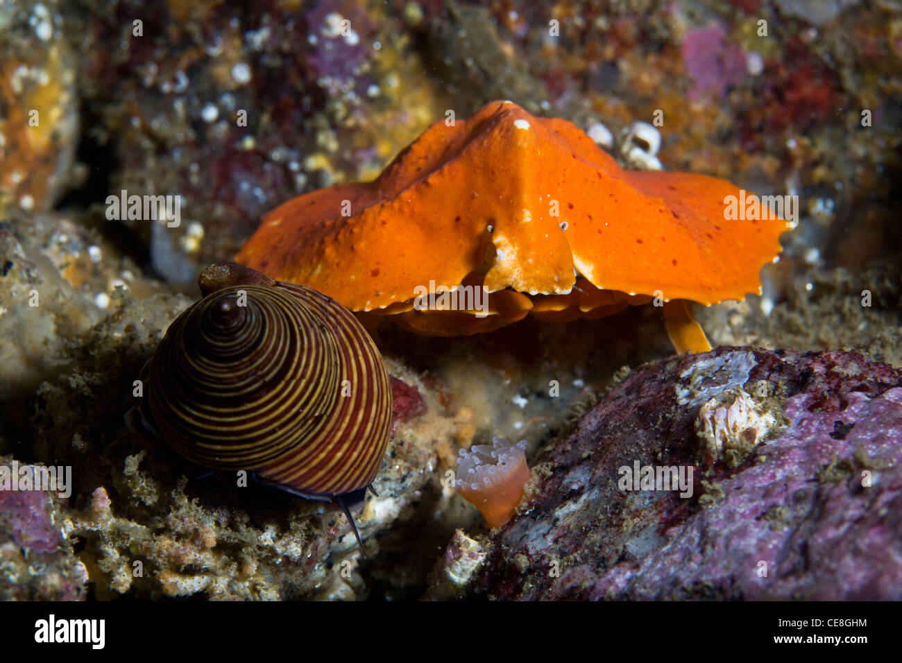 A small, orange Helmet crab, Cryptolithodes sitchensis, crawls along the rocky bottom of a kelp forest near a Blue top snail. Stock Photo