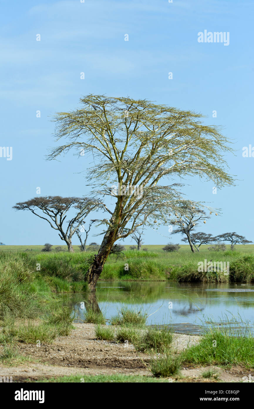 Yellow barked Acacia tree (Acacia xanthophloea) at a pond at Seronera