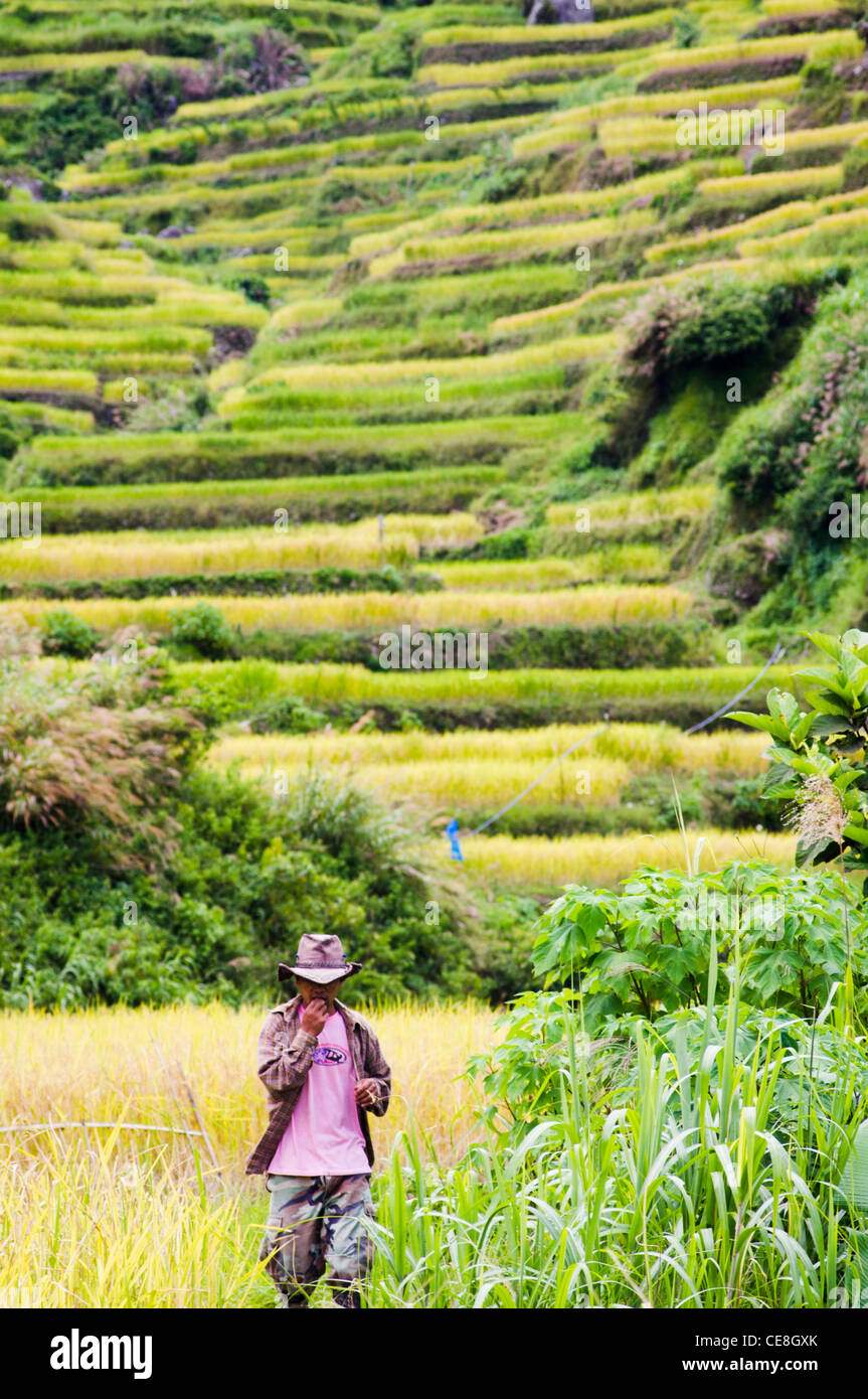 a man is walking in rice terraces Stock Photo
