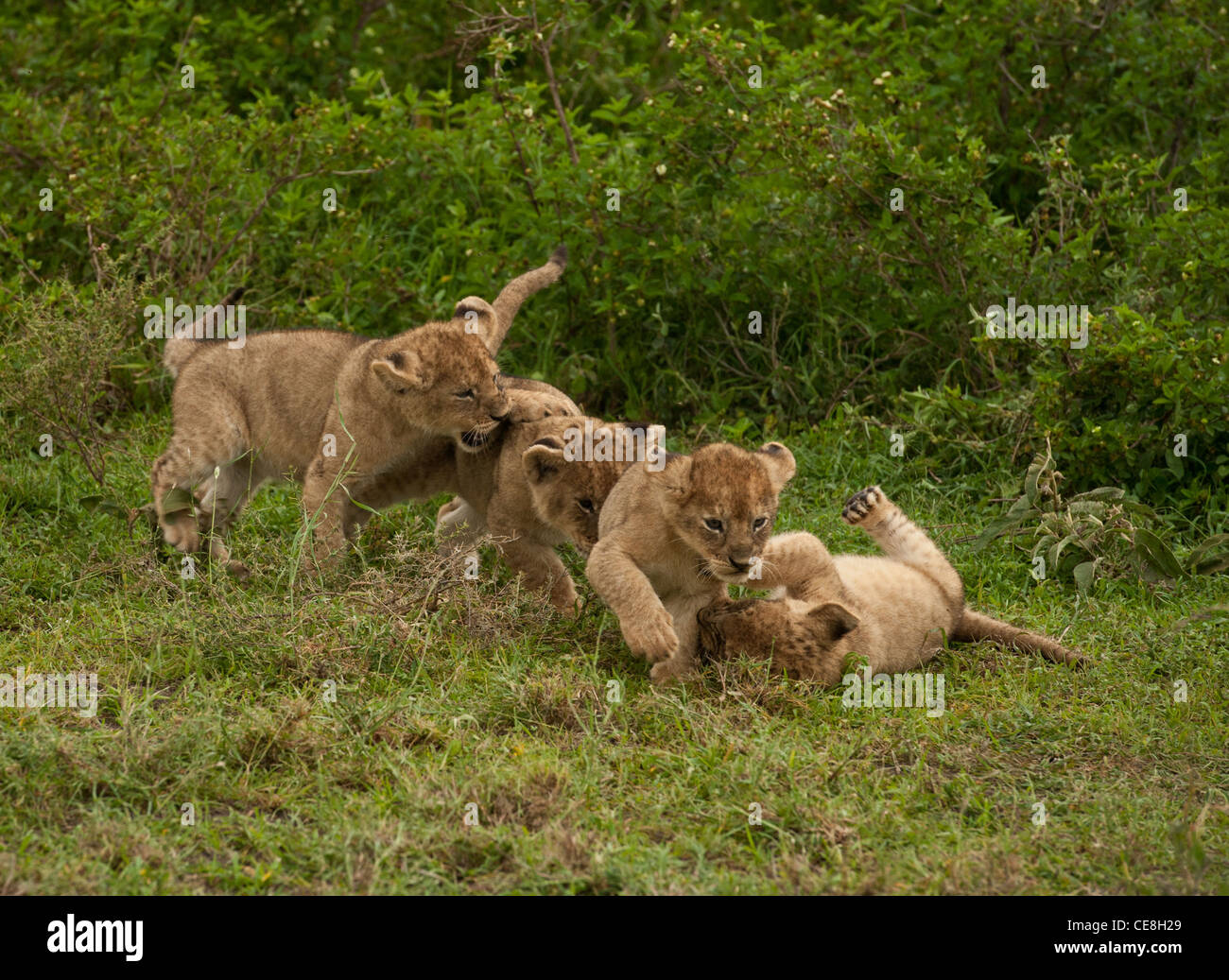 Four lion cubs, approximately one month old, playing together in the wild  Stock Photo - Alamy, image size:1300x1037