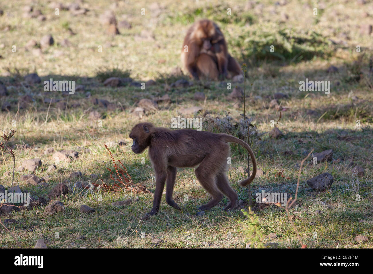 Gelada Baboons Theropithecus (Papio) gelada. Female searching for food. Highlands. Endemic. Ethiopia. Stock Photo