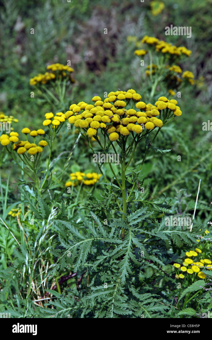 Tansy (Tanacetum vulgare Stock Photo Alamy