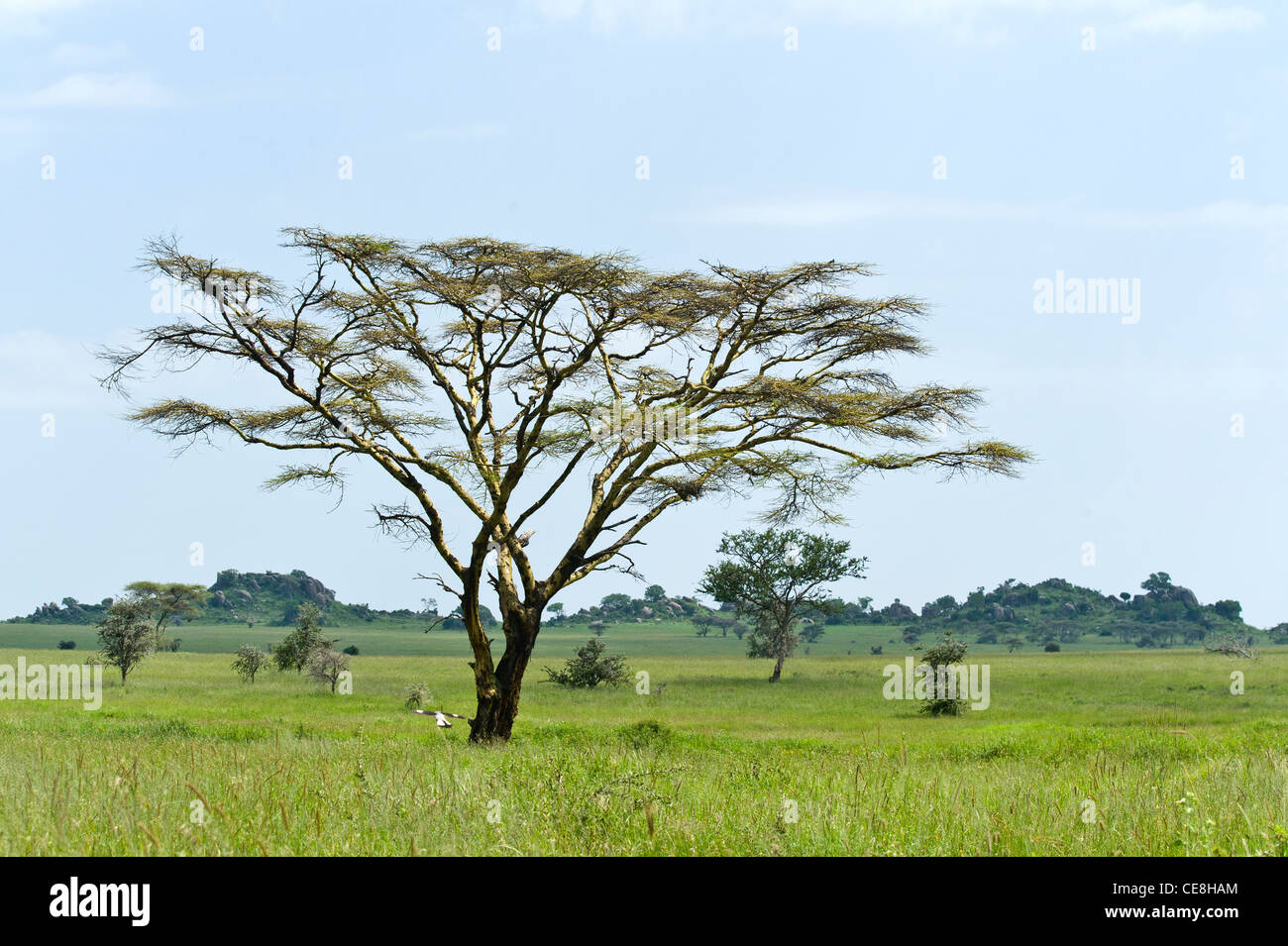 Serengeti landscape with Yellow barked Acacia trees (Acacia xanthophloea), Tanzania Stock Photo