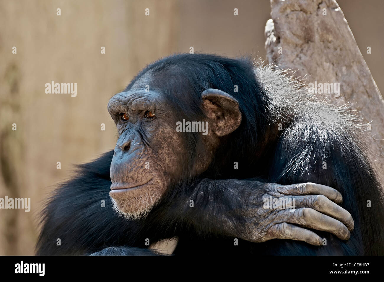 monkey ,chimpanzee, chimpancé, great apes, captive Stock Photo