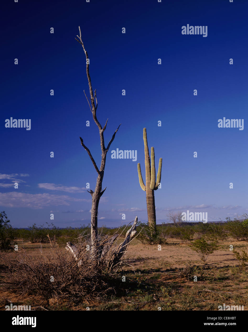 ARIZONA Saguaro cactus grow in shade then kill their benefactor when