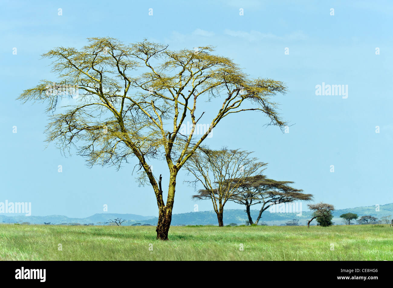 Serengeti landscape with Yellow barked Acacia trees (Acacia xanthophloea), Tanzania Stock Photo