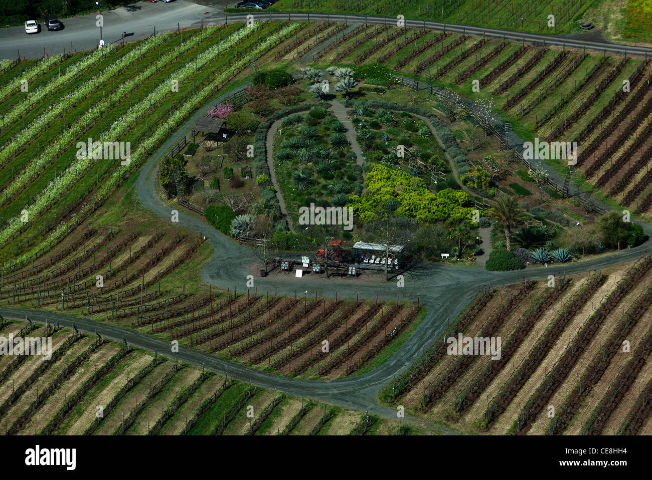 aerial photograph vineyards Benziger winery Sonoma Mountain Sonoma ...