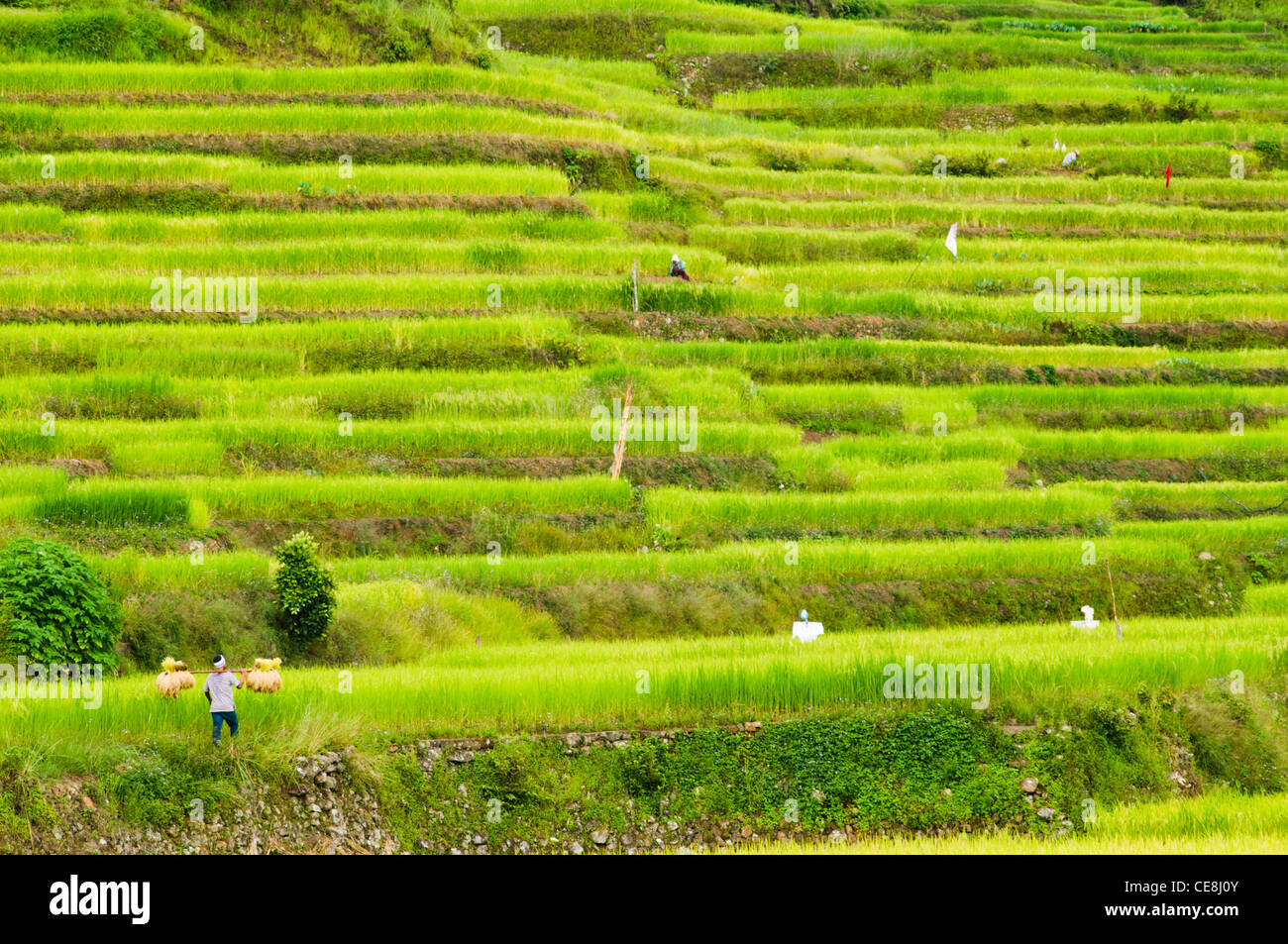 Philippines Rural Rice Field Working in rice field hi-res stock photography and images - Alamy