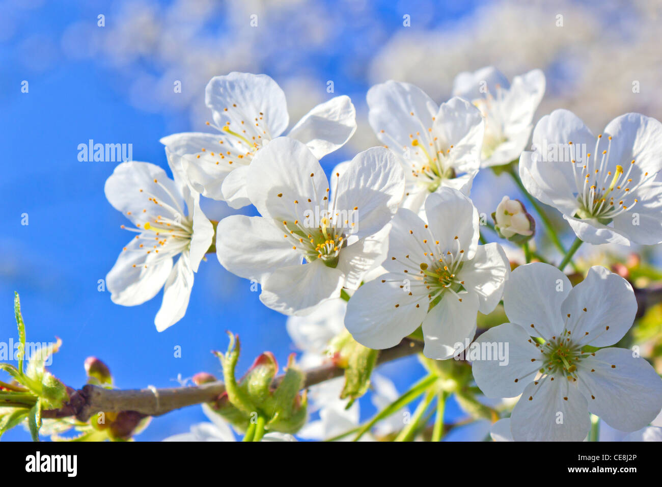 spring cherry blossom Stock Photo