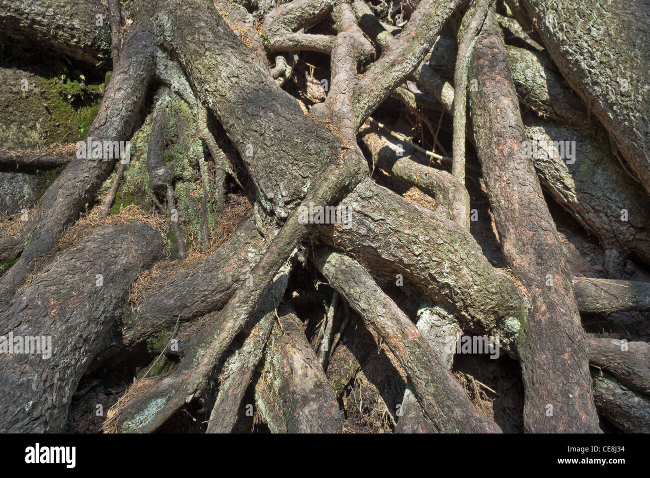intertwined roots of spruce tree Stock Photo