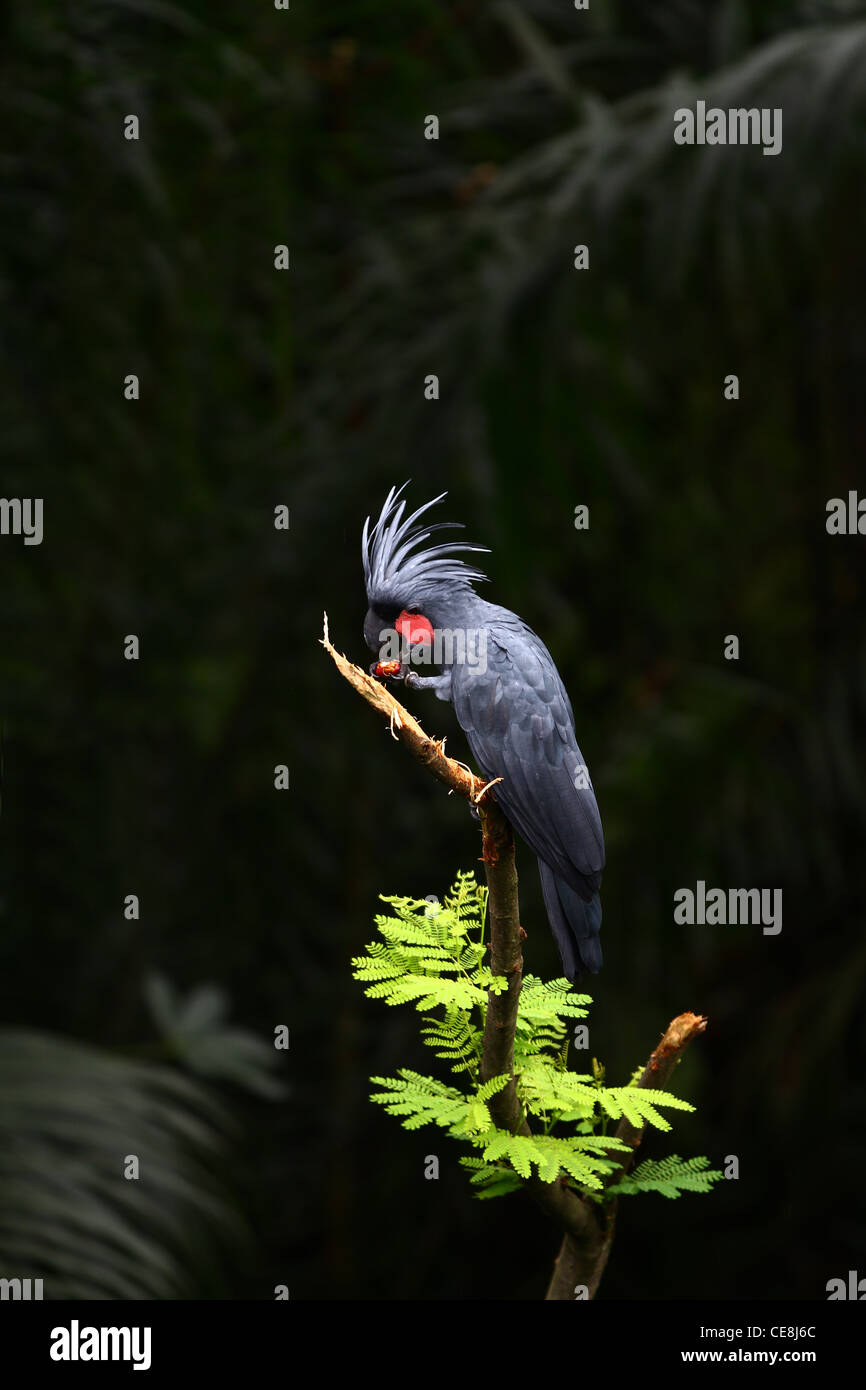 A Black Palm Cockatoo eats on a solitary branch Stock Photo