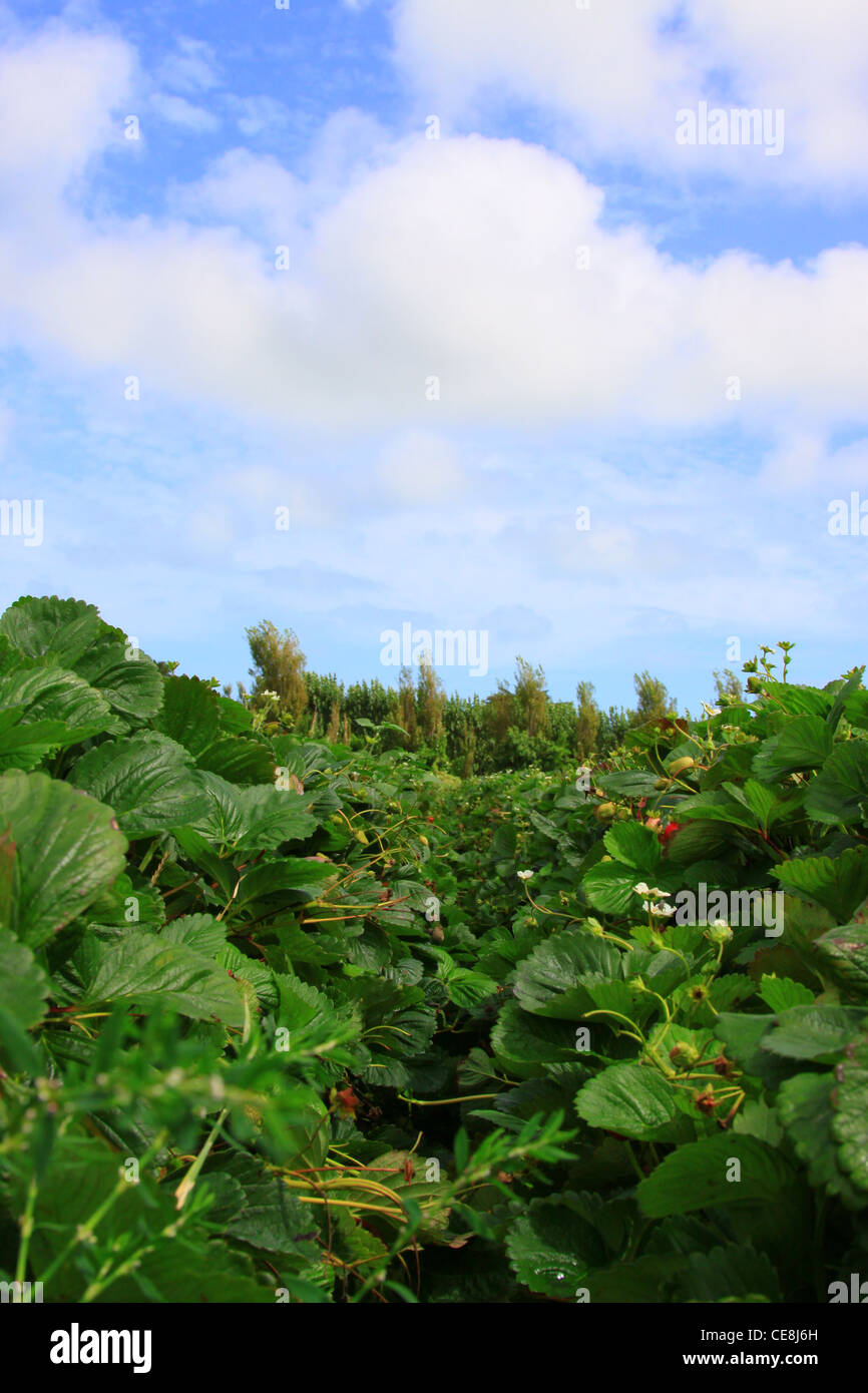 Strawberries ripe for the picking on a perfect Summer's Day Stock Photo ...