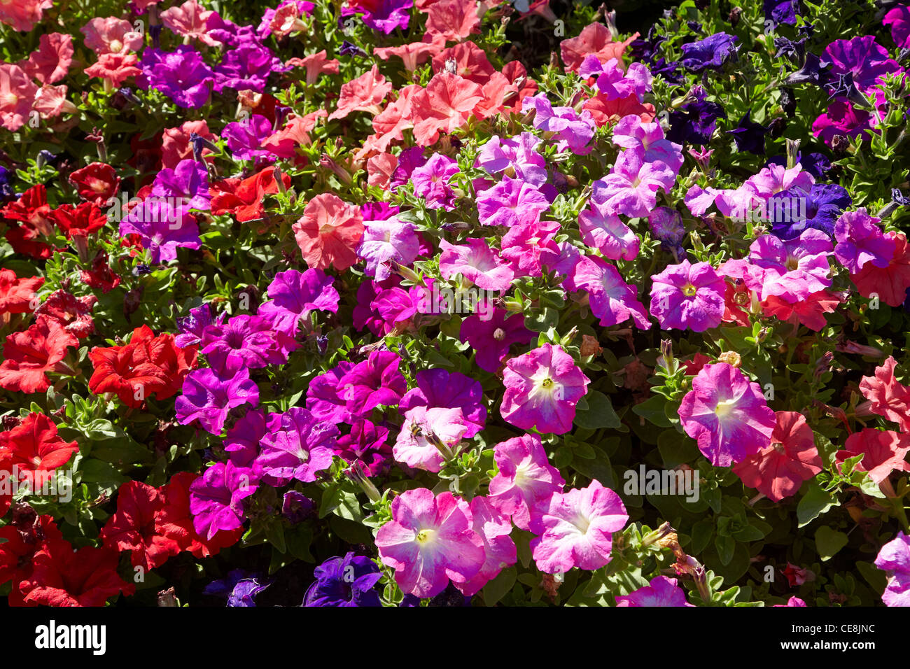 Flower bed, Botanic Gardens, Hagley Park, Christchurch, Canterbury, South Island, New Zealand Stock Photo