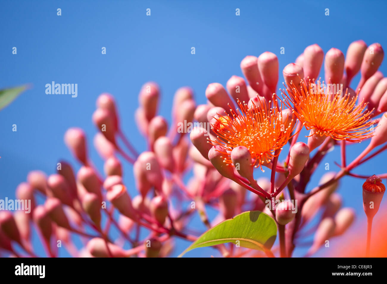 Australian native flower, Orange flowers on a flowering gum or gumtree in Victoria Australia Eucalyptus : Corymbia ficifolia Stock Photo