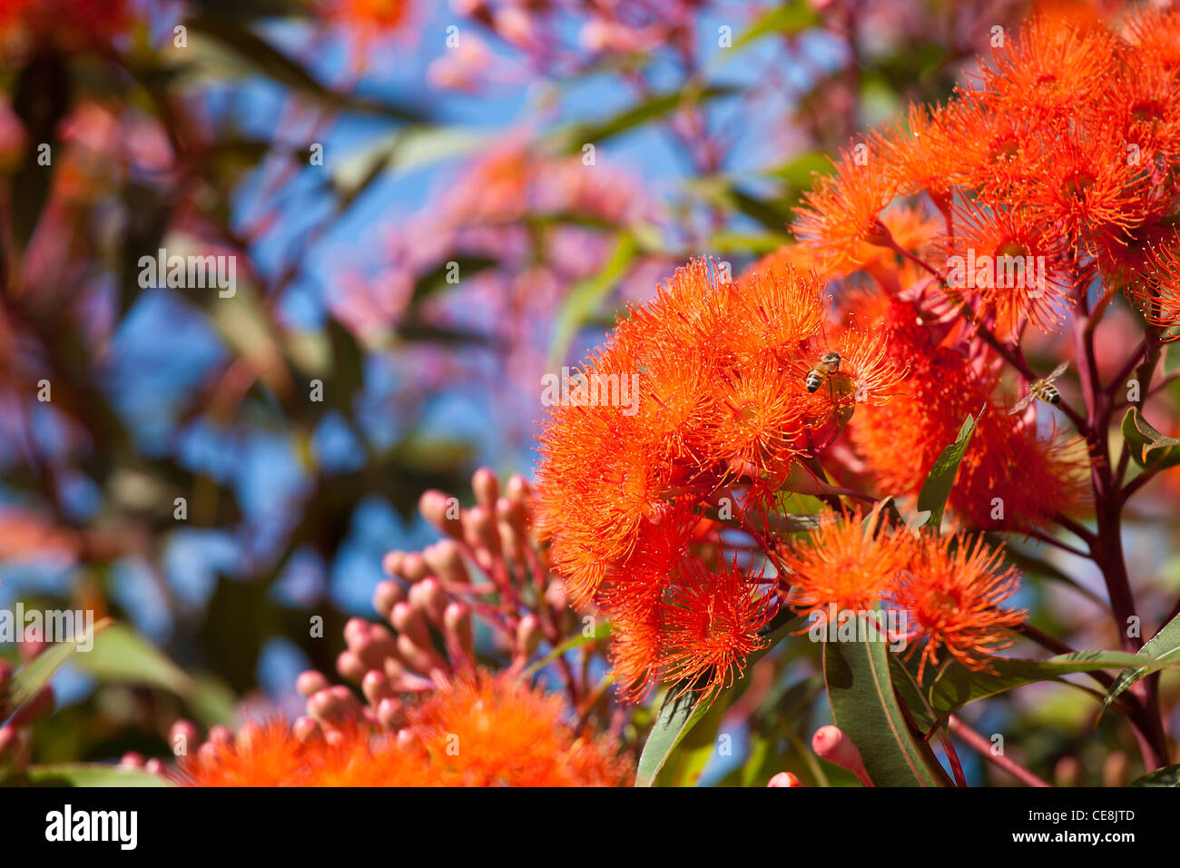 Orange flowers on a flowering gum or gumtree, tree against blue sky in Victoria Australia botanical name : Corymbia ficifolia Stock Photo