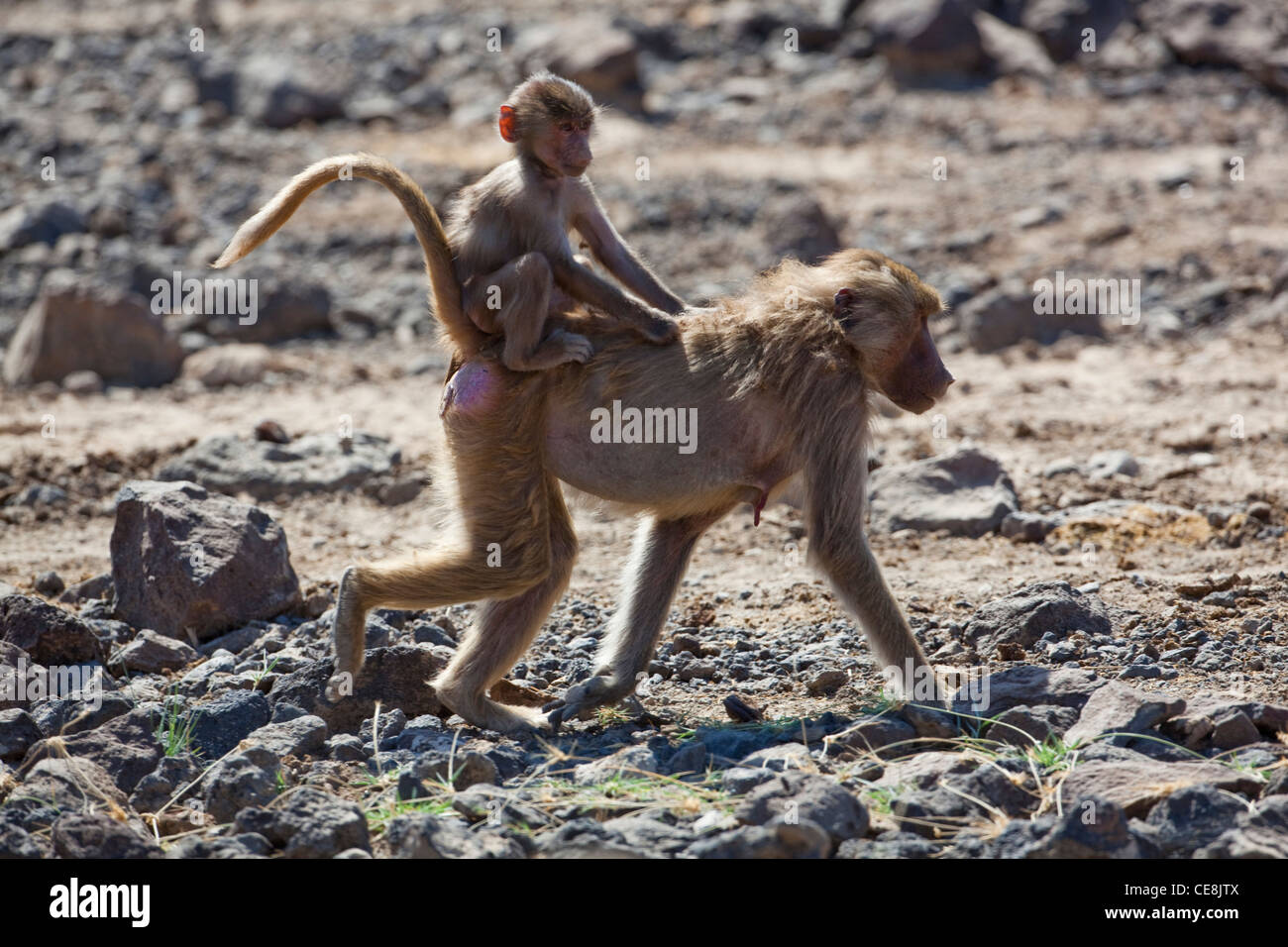 Hamadryas Baboons (Papio hamadryas). Female carrying young 'piggy-back' style. Awas National Park. Ethiopia. Stock Photo
