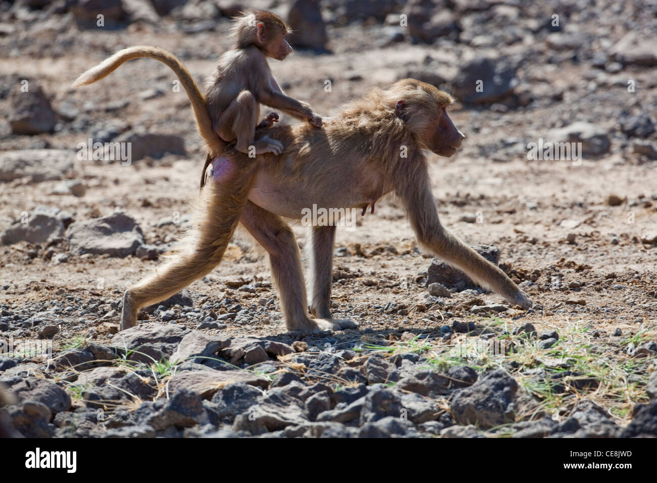 Hamadryas Baboons (Papio hamadryas). Female carrying young on back towards watering hole. Ethiopia. Stock Photo