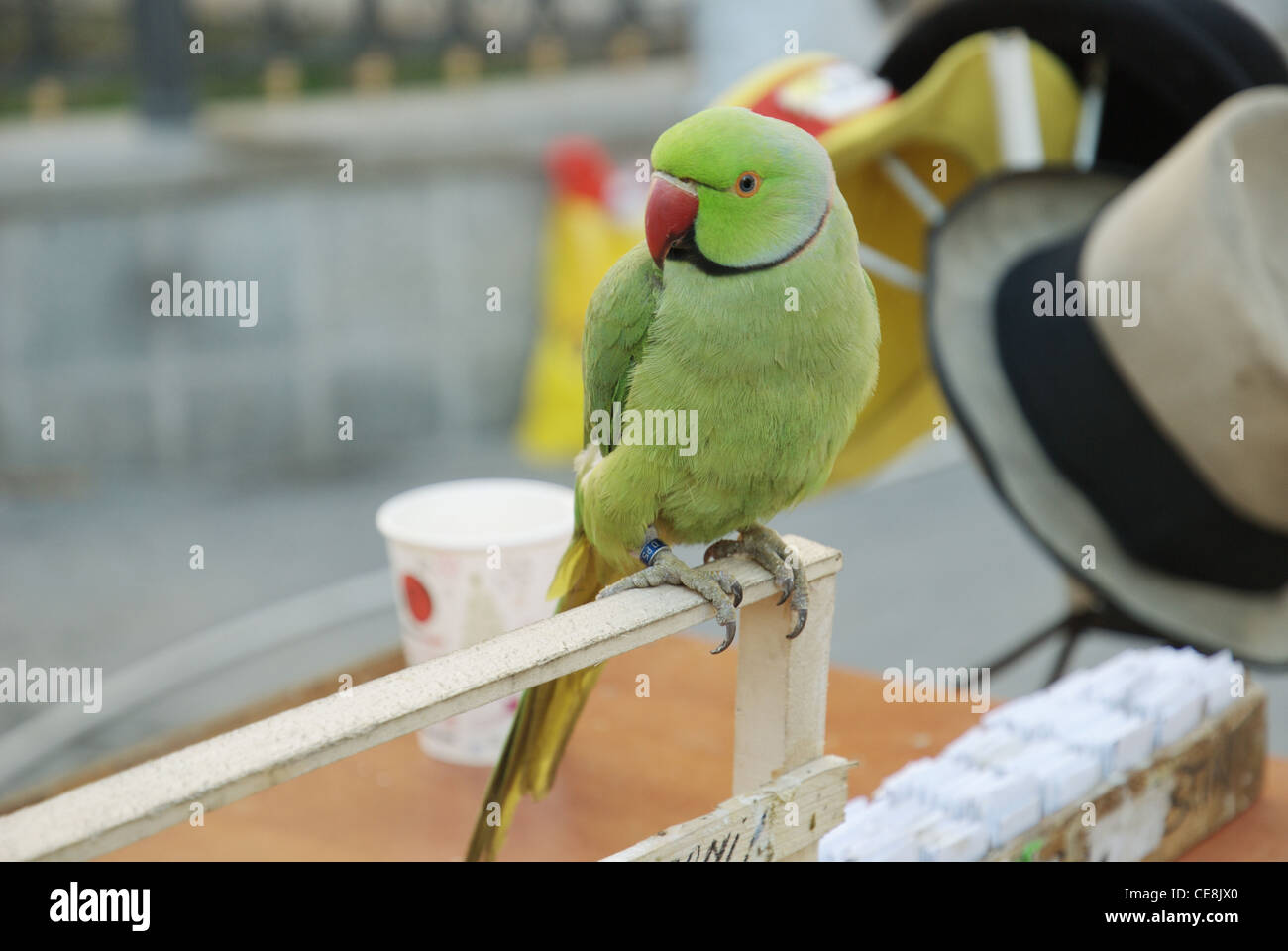 Parrot closeup picture hires stock photography and images Alamy