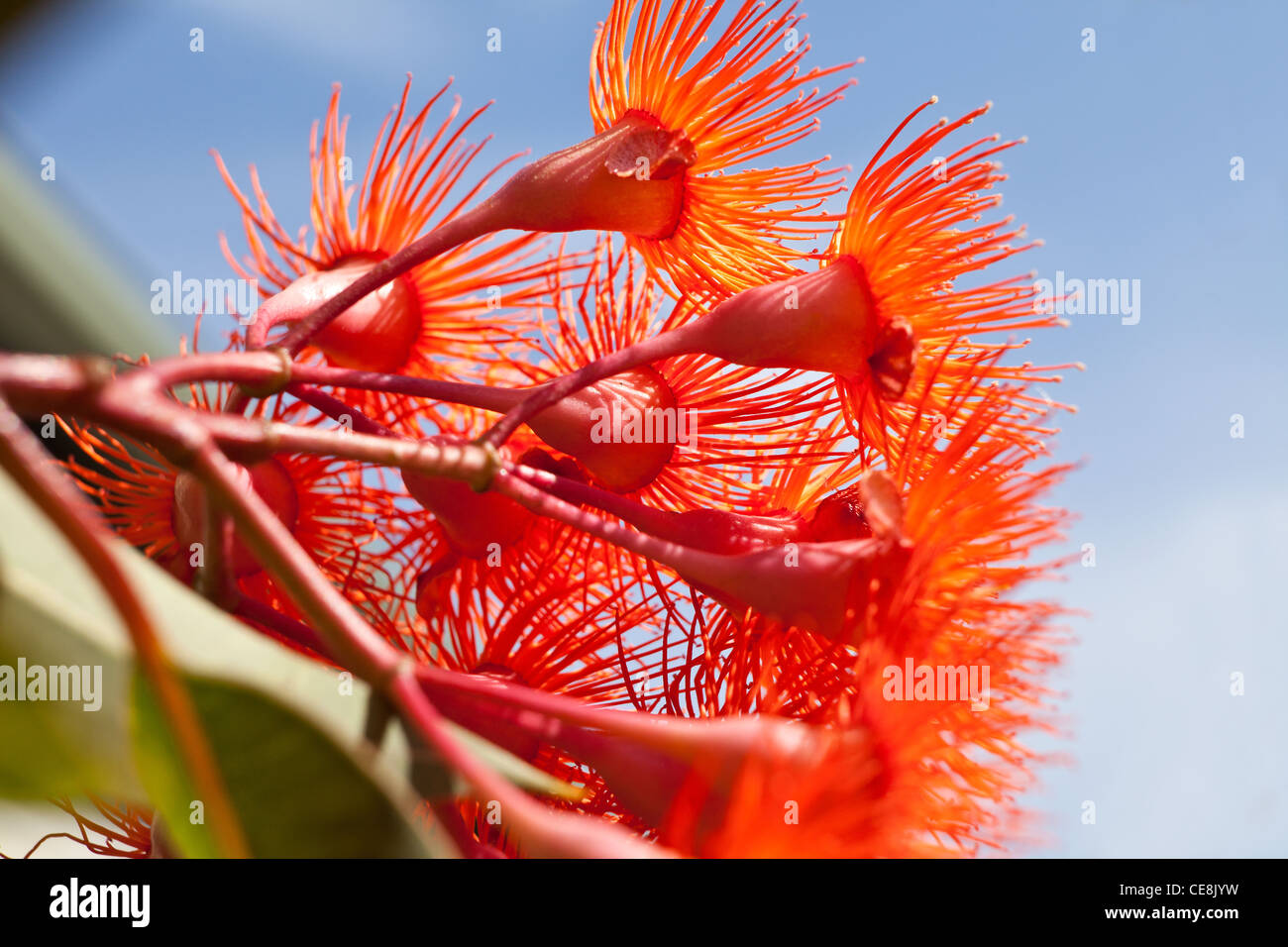 Australia native gumtree Orange flowers on a flowering gum or gumtree
