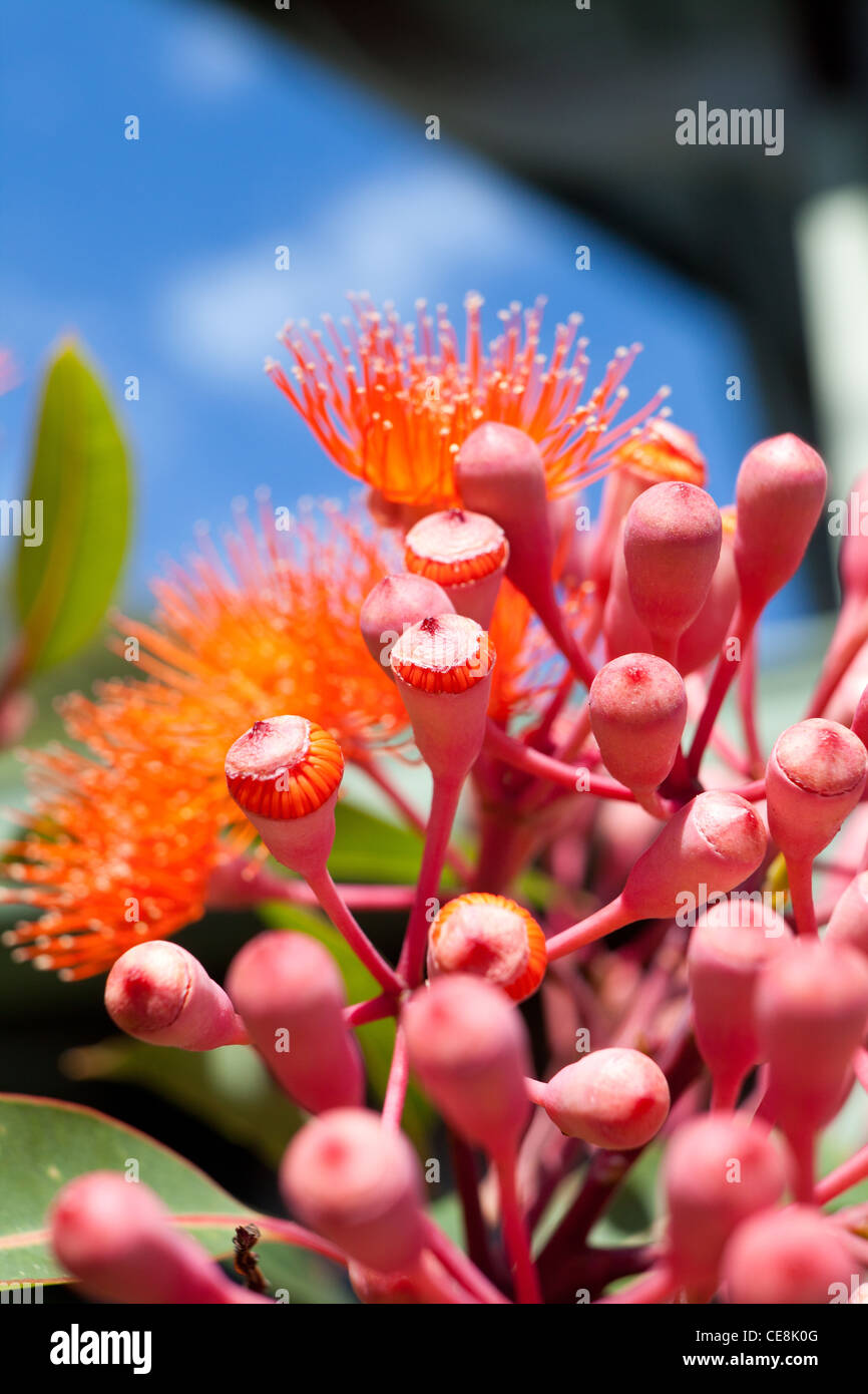 Dwarf gum tree hires stock photography and images Alamy