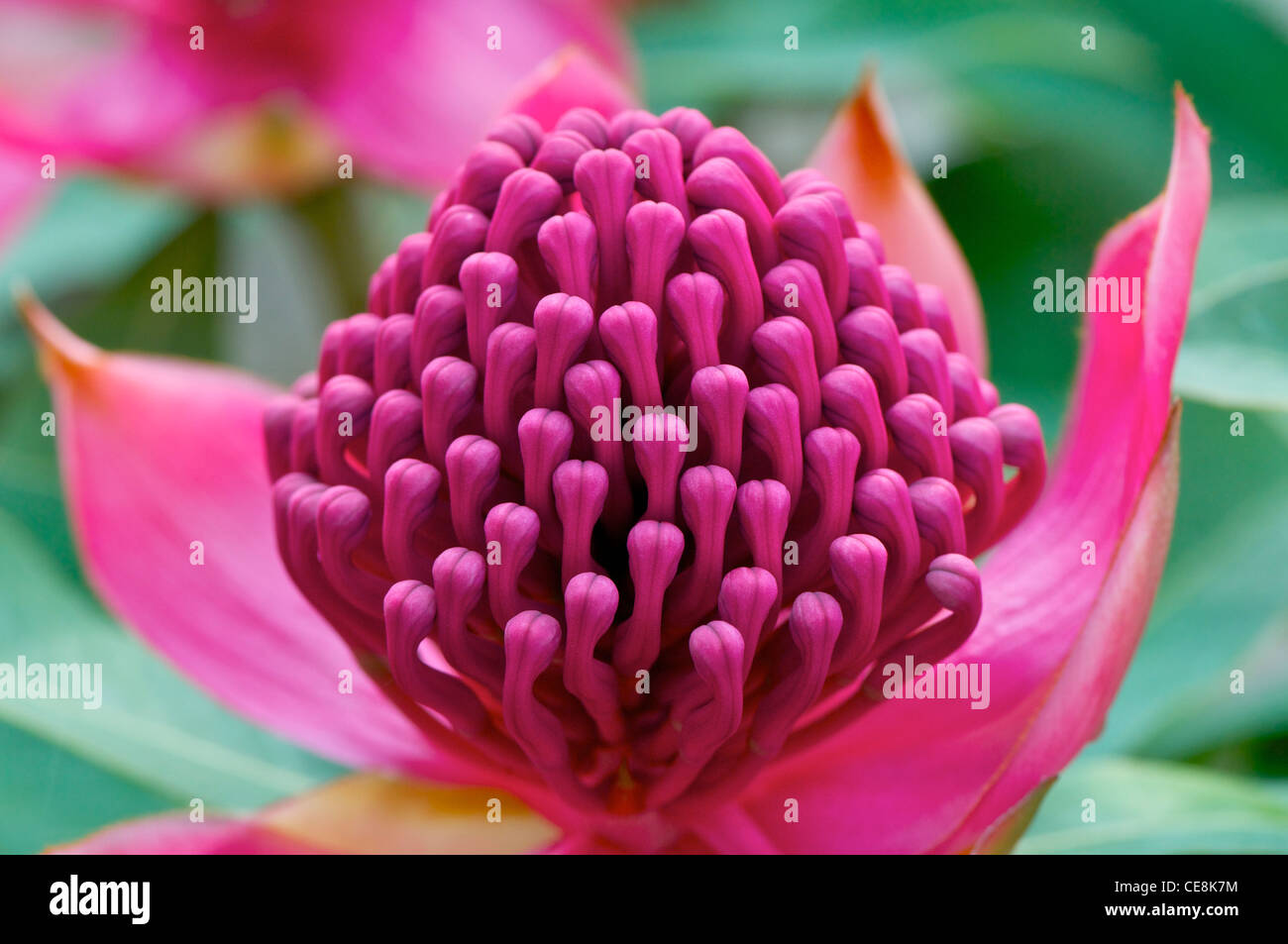 Waratah flower hires stock photography and images Alamy