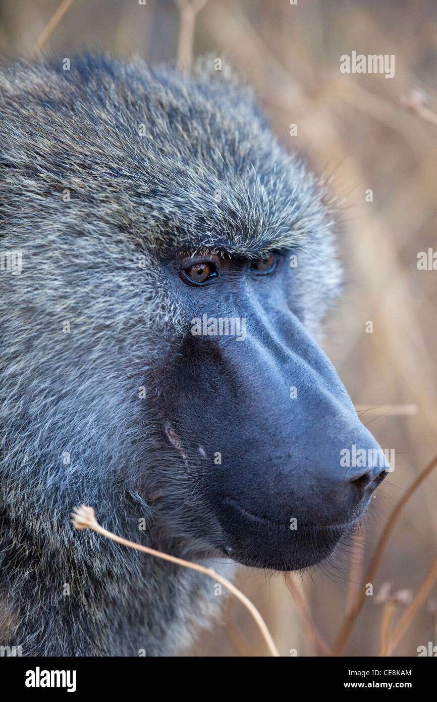 Olive or Anubis Baboon (Papio anubis). Savannas, grasslands. Awash National Park. Ethiopia. Portrait. Stock Photo