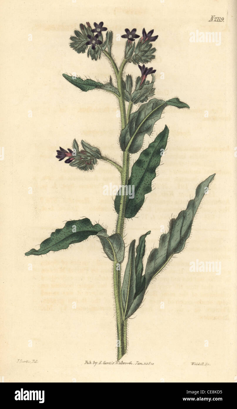 Waved-leaved bugloss, Anchusa undulata. Stock Photo
