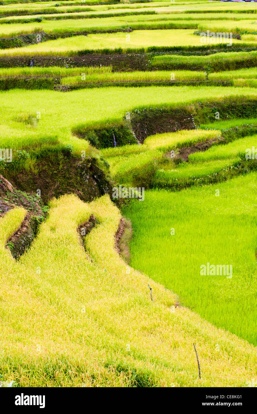 maligcong rice terraces in philippines Stock Photo - Alamy