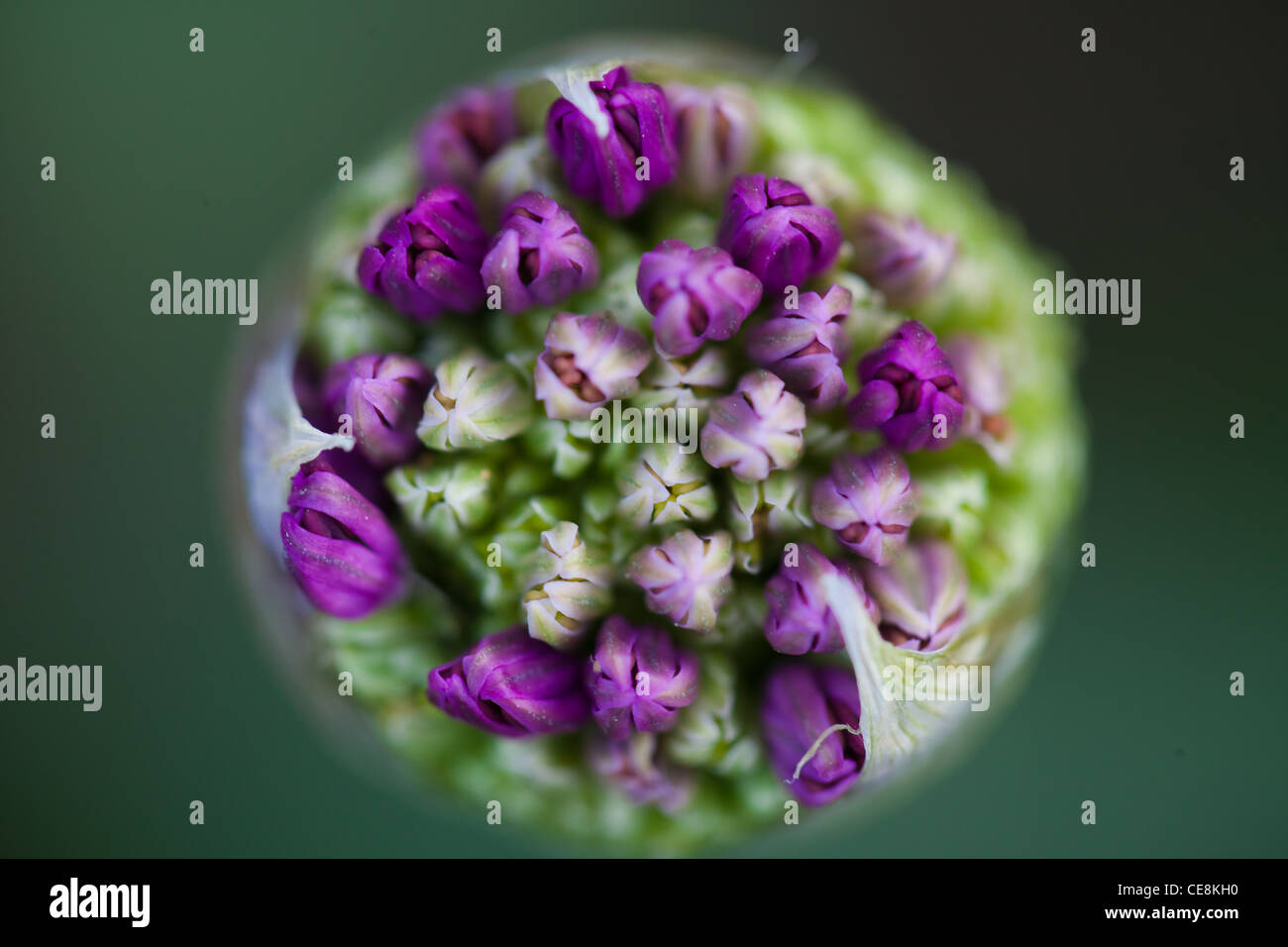 An Alium flower waiting to bloom at the start of spring Stock Photo