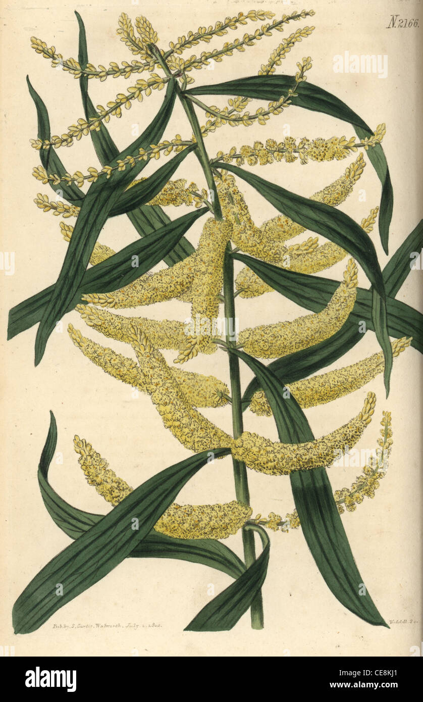 Thick spiked long-leaved acacia, Acacia longifolia. Stock Photo