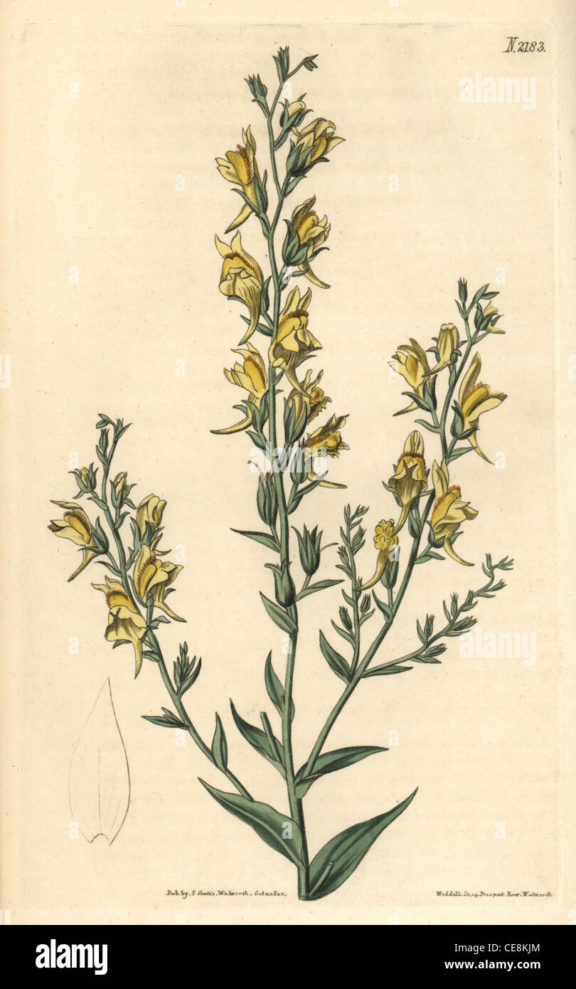 Tall broom-like toad flax, Linaria genistifolia var. procera. Stock Photo