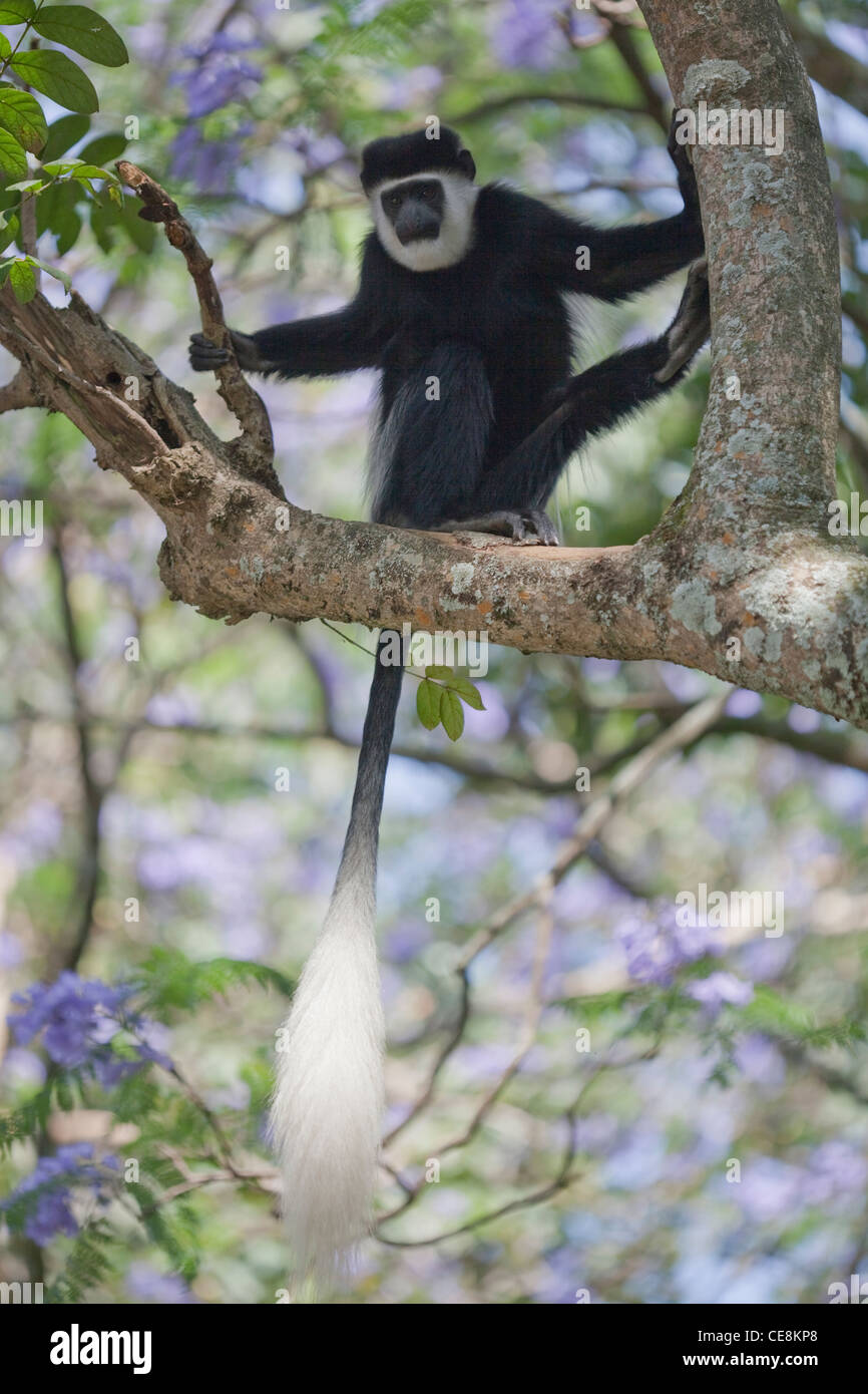 Abyssinian Black and White Colobus or Guereza (Colobus abyssinicus). Ethiopia. Stock Photo