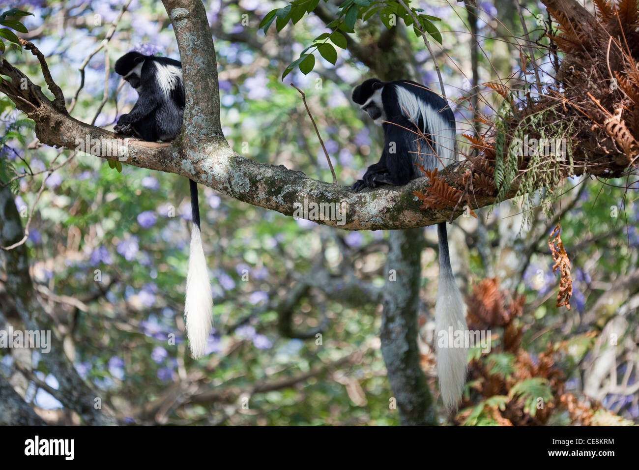 Abyssinian Black and White Colobus Monkeys or Guereza (Colubus abyssinicus). Pair. Stock Photo