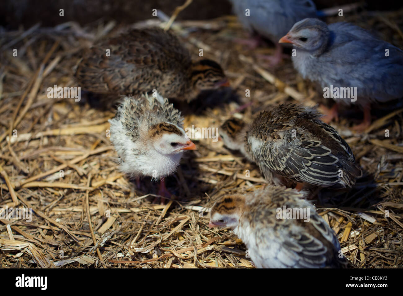 Baby chicks in a straw 'nest' Stock Photo Alamy