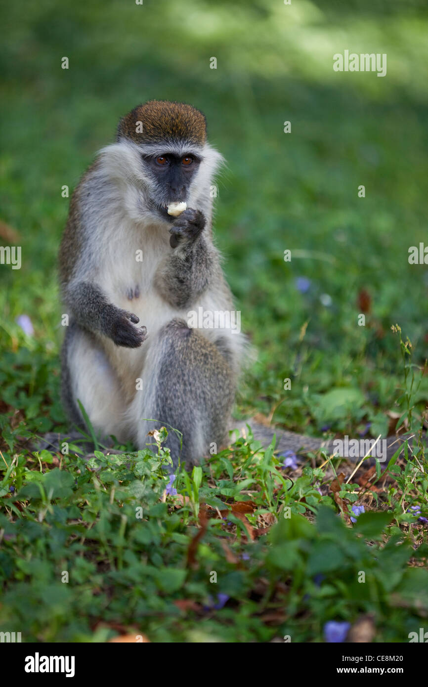 Grivet Monkey (Cercopithecus aethiops). One of the 'Green' monkeys. Central Ethiopia. Holding food item using opposable thumb. Stock Photo