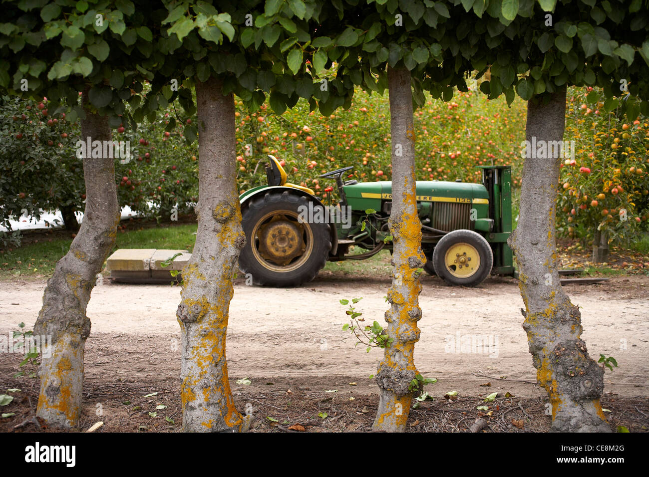 orchard tractor behind windbreak on farm Stock Photo